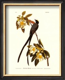 Fork-Tailed Flycatcher Posters by John James Audubon