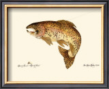 Brown Trout Posters by Teri Renee Blehm