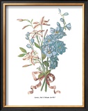 Jasmin Posters by Jean Louis Prevost