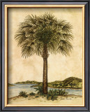 Palm Paradise II Posters by Dianne Krumel