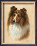 Sheltie Posters by Judy Gibson