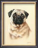 Pug Prints by Judy Gibson
