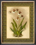 Classic Orchids III Print by Tara Wilde
