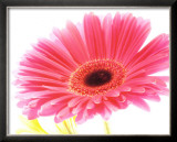 Magenta Gerbera Posters by Michael Bird