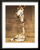Giraffe, First Kiss Posters by Ron D'Raine