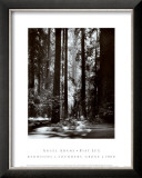 Redwoods, Founders Grove Print by Ansel Adams