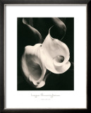 Two Callas Posters by Imogen Cunningham