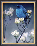 Indigo With Dogwood Blossoms Prints by Russ Cobane