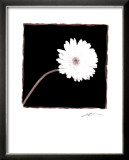 Zinnia Posters by Angelos Zimaras