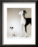 Domino and Daisy Posters by Amanda Jones