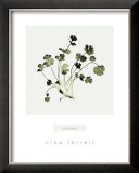 Coriander Posters by Nina Farrell
