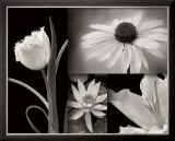 Summer Garden I Prints by Dennis Frates