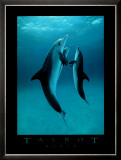 Danse Des Dauphins Prints by Bob Talbot