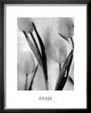 Tulips on Ice Posters by Ryuijie 