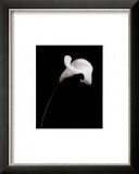Calla Poster by Sara Liu