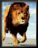 Lion Running Prints by Ron Kimball