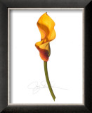 Yellow Calla Prints by Jay Schadler