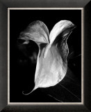 Anthurium Prints by Harold Silverman