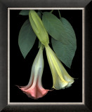 Angel Trumpets Posters by Rosemarie Stanford