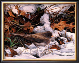 Winter Junco Poster by Russ Cobane