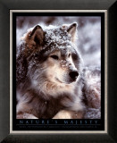 Timber Wolf Art by John Pezzenti Jr