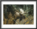 Calm Before the Challenge Prints by Carl Brenders