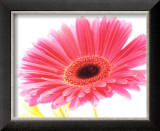 Magenta Gerbera Posters by Michael Bird