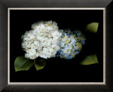 Hydrangea Prints by Rosemarie Stanford