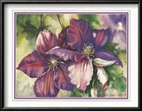 Clematis Blooms Print by Peggy Thatch Sibley
