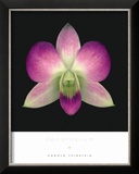 Dendrobium Prints by Harold Feinstein