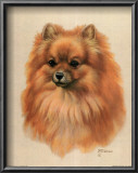 Pomeranian Prints by Judy Gibson