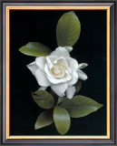 Gardenia Glory Art by Rosemarie Stanford
