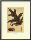 Red Oak Poster by Francois A. Michaux