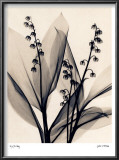 Lily of the Valley Prints by Judith Mcmillan Lily of the Valley Prints by Judith Mcmillan
