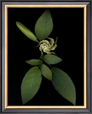 Baby Trumpet Poster by Rosemarie Stanford