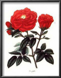 Rosa Gallica Art by George Henry Andrews