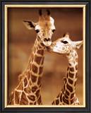 Giraffe, First Love Posters