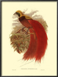 Paradise Intermedia Prints