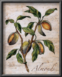 Almonds Prints by Renee Bolmeijer