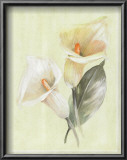Calla Lily IV Prints by Paul Hargittai