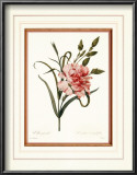 Dianthus Posters by Pierre-Joseph Redouté
