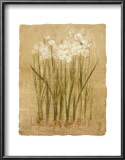Narcisos Posters por Cheri Blum Narcisos Posters por Cheri Blum