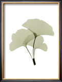 Ginko I Art by Acee 