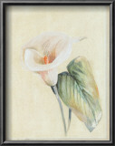 Calla Lily II Print by Paul Hargittai