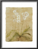 Orchid Posters by Cheri Blum