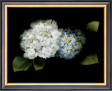 Hydrangea Prints by Rosemarie Stanford