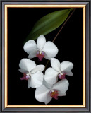 Velvet Ladies Prints by Rosemarie Stanford
