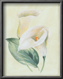 Calla Lily I Poster by Paul Hargittai