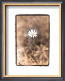 Wildflower II Prints by Troy Kendal