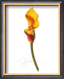 Yellow Calla Prints by Jay Schadler